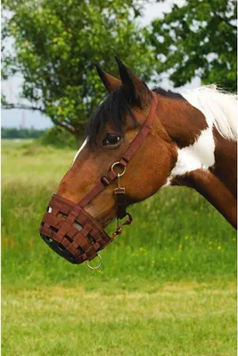Produktbild von Ekkia Nylon Horse Grasmaulkorb Grün Cob Grün Cob