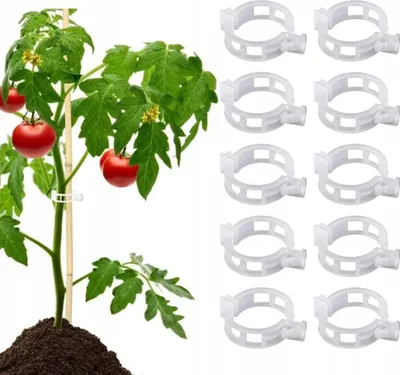 Produktbild von Tomatenpflanze Clips Bohnensprossen 50 Stück