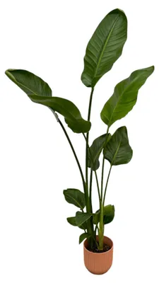 Produktbild von Set: Strelitzia Nicolai - Paradiesvogelblume - mit Übertopf elho Vibes Fold Round Rosa - Pflanze Höhe 100cm