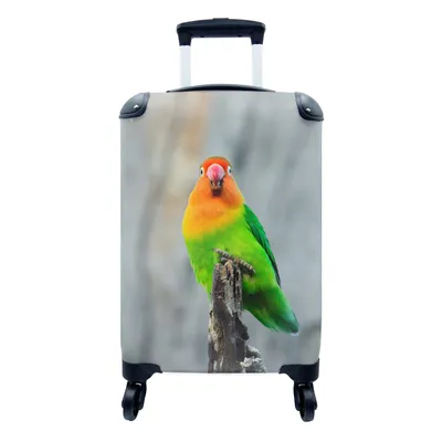 Produktbild von MuchoWow® Koffer Handgepäck Trolley Rollkoffer Kleine Reisekoffer mit 4 Rollen - Zwergpapagei - Cabin Size < 55x40x23 cm & 55x40x20 cm - Fotokoffer - Kabinenkoffer - Boardgepäck - Reise-Box - Reisekoffer - Reisegepäck - Koffer mit Bild - Trolley für Kinder