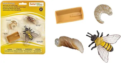 Produktbild von Safari Ltd Lebenszyklus Einer Honigbiene Mehrfarbig From 3 Years Kinder Mehrfarbig From 3 Years