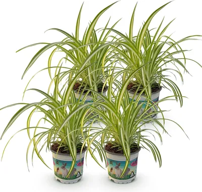 Immagine prodotto di Chlorophytum comosum Variegatum, set di 4 piante, Ø 12 cm, altezza 25-30 cm, pianta di clorofito