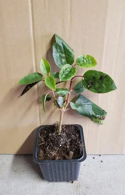 Image de Aristotelia chilensis 'Mâle' / Macqui du Chili