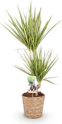 Immagine prodotto di Dracaena Sunray - 70-75cm - 17cm con cesto - Dracaena facile da curare