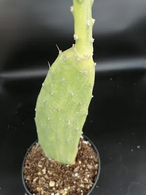 Image de Opuntia anacantha