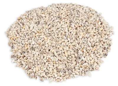Produktbild von Pyrene philippinarum 0,5 kg 1-1,5 cm ca. 1000 Stück Mini Schneckenhäuser Basteln