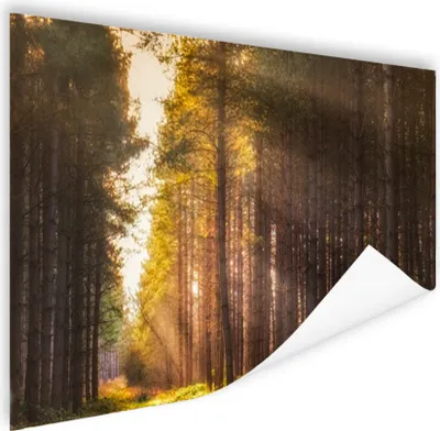 Produktbild von MuchoWow® Poster Baum - Gras - Sonne 180x120 cm - Fotoplakat