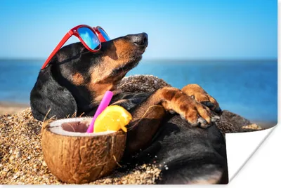 Produktbild von MuchoWow® Poster Hund - Sonnenbrille - Strand - Sommer 60x40 cm - Schlafzimmerdekoration