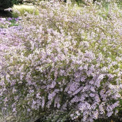 Produktbild von 6 x Myrthen Aster 'Erlköni'g - Aster ericoides 'Erlkoenig'  | Topf 9cm x 9cm