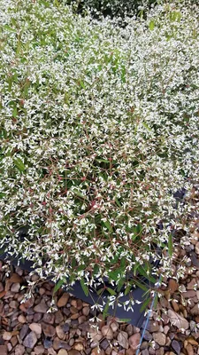 Image de Euphorbia x 'Starblast White'