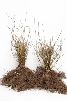 Produktbild von 1x Liguster Ligustrum vulgare 30-50cm Hecke Heckenpflanze wurzelnackt winterhar