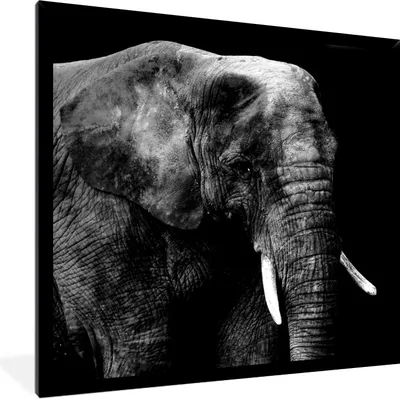 Produktbild von MuchoWow® Gerahmtes Poster Elefant - Zähne - Schwarz - Weiß 40x40 cm - Poster mit Schwarzem Bilderrahmen Wandposter Rahmen Foto Bilder - Mit Rahmen - Wanddekoration Schlafzimmer