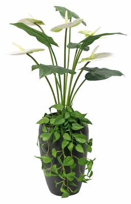 Produktbild von UNUS Kunstblume Kunstpflanze mit Vase Anthurium weiß mit Efeu hängend 77 cm