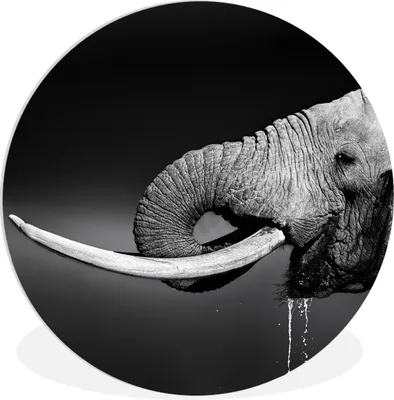 Produktbild von MuchoWow® Rundes Wandbild - Runde Bilder Elefant - Wasser - Tiere - Schwarz - Weiß Ø 30 cm Kreis Wanddekoration Kunststoff - Wandkreis - Wandschmuck - Schlafzimmer - Bilder - Der Kreis - Kunst für die Wohnung - Plastik - Kunstdruck - Wandbild