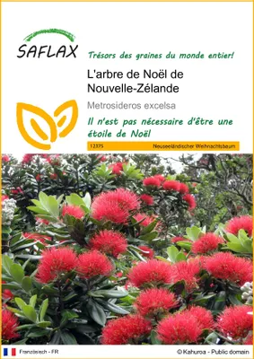 Image de SAFLAX  - L'arbre de Noël de Nouvelle-Zélande - 300 graines - Metrosideros