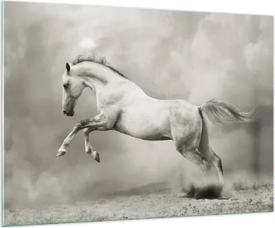 Produktbild von Bilder auf glas - Pferd Tier - 100x70cm - Glasbilder - Wandbilder - Bilder - Kunstdruck - zum Aufhängen bereit - Wanddekoration aus Glas - Glas Bilder - Wandbild auf Glas - Einteilig - GAA100x70-3542