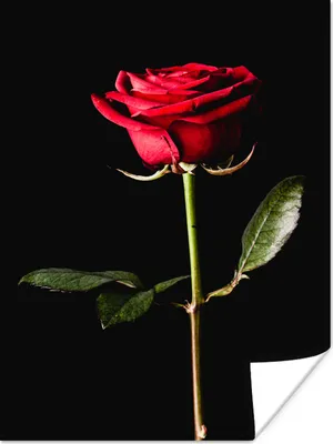 Produktbild von MuchoWow® Poster Eine rote Rose auf schwarzem Hintergrund 90x120 cm - Wohnzimmer