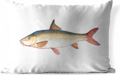 Produktbild von MuchoWow® Outdoor Kissen - Fisch - Realismus - Hai - 60x40 cm - Wetterfest - Lounge Kissen - Zierkissen - Kissen für Innenräume