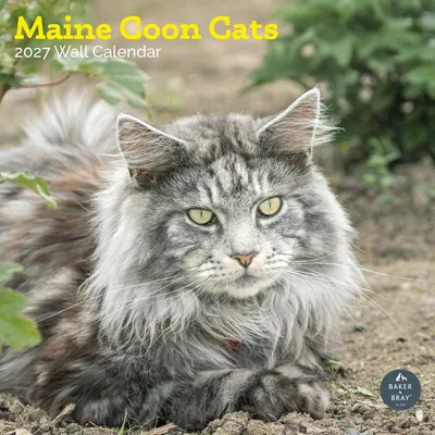 Maine Coon Katzenkalender 2024, quadratisch, 16 Monate