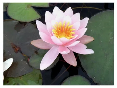 Produktbild von Seerose im Pflanzkorb - Nymphaea 'Marliacea Rosea' - rosa - winterhart