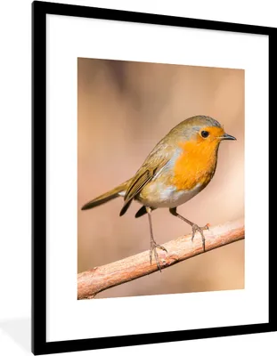 Produktbild von MuchoWow® Gerahmtes Poster Vogel - Zweig - Rotkehlchen 60x80 cm - Poster mit Schwarzem Bilderrahmen Wandposter Rahmen Foto Bilder - Wohnzimmer - Dekorationen - Prämie