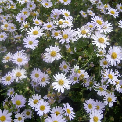 Produktbild von 6 x Schönaster  - Kalimeris incisa 'Blue Star'  | Topf 9cm x 9cm