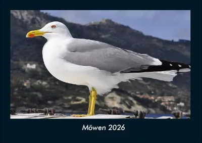 Immagine prodotto di Calendario fotografico Seagulls 2026 - formato orizzontale DIN A4, calendario mensile con immagini di animali domestici, animali da fattoria, animali selvatici e predatori