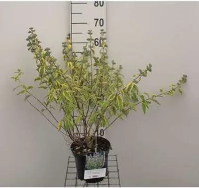 Produktbild von Caryopteris cland. 'Summer Sorbet'® - Bartblume Summer Sorbet 30- 40 cm Container