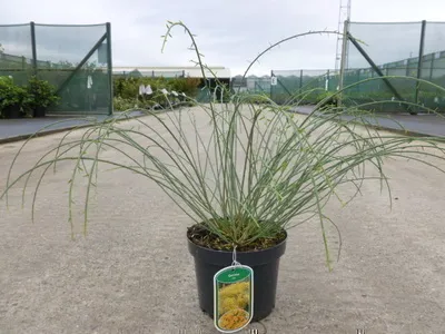 Zdjęcie produktu dla Genista lydia - Żarnowiec skrzydlaty 30- 40 cm pojemnik