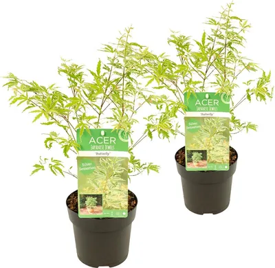 Zdjęcie produktu dla Bloomique - Zestaw 2 szt. - Acer Palmatum Butterfly - Klon japoński - Pstrolistny - Rośliny ogrodowe - Odporne na zimę - Wysokość 40-50 cm - Doniczka 15 cm