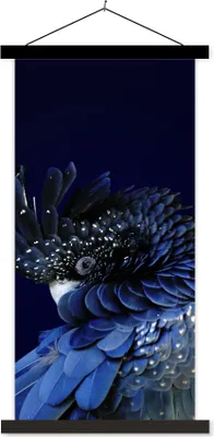 Produktbild von MuchoWow® Textilposter Nahaufnahme Rotschwanzkakadu 60x120 cm mit schwarzem Rahmen - Magnete