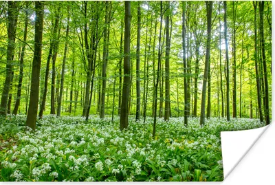 Produktbild von MuchoWow® Poster Wald - Bäume - Grün 30x20 cm - Plakate - Print