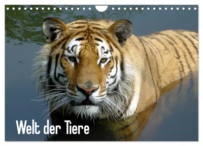 Produktbild von Welt der Tiere (Wandkalender 2027 DIN A4 quer), CALVENDO Monatskalender