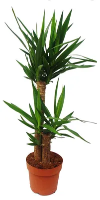 Obrázek produktu pro Palma Yucca - palma lilie - 2 kulaté kmínky - výška cca 80cm