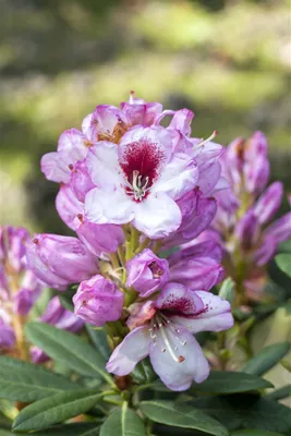 Zdjęcie produktu dla Rhododendron Hybr. 'Cassata', Różanecznik, 30-40 cm