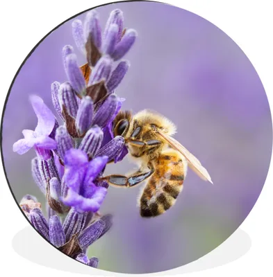 Produktbild von MuchoWow® Aluminium Wandkreis Biene auf Lavendel Ø 60 cm Wanddeko Modern Wohnzimmer - Wand Kreis - Wandbild - Schlafzimmer - Aluminium Bild - Kinderzimmer - Wohnzimmer Dekoration - Wandschmuck