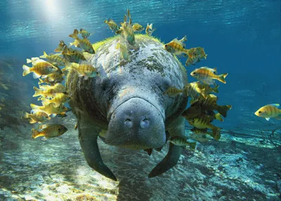 Produktbild von 3 D Ansichtskarte Seekuh mit Fischen, Postkarte Wackelkarte Hologrammkarte Tier Manati