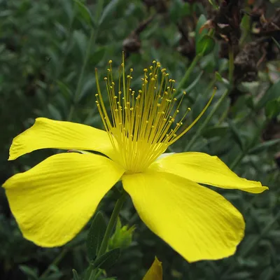 Obrázok produktu pre 6 x ľubovník olympský - Hypericum olympicum | 9 cm x 9 cm kvetináč