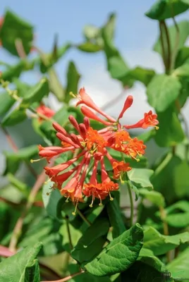 Produktbild von Lonicera Varianten Geißblatt versch. Varianten Heckenkirsche 60-80 cm Lieferhöhe, Lonicera Varianten:brownii 'Dropmore Scarlet'