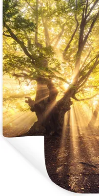 Produktbild von MuchoWow® Wandtattoo Wandsticker Wandaufkleber Baum - Wald - Sonne 20x40 cm Selbstklebend und Repositionierbar - Selbstklebend - Fototapeten