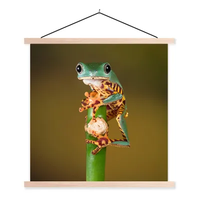 Produktbild von MuchoWow® Textilposter Frosch auf grüner Pflanze, Nahaufnahme 40x40 cm mit holzfarbenen Rahmen - Posterleiste