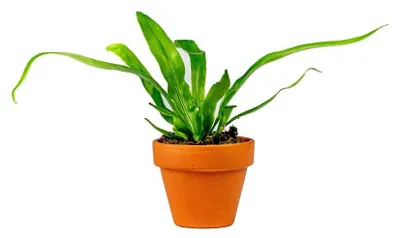 Produktbild von Gardneria-Asplenium antiquum, Durchmesser 6 cm