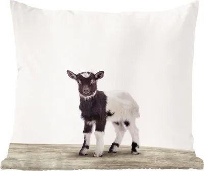 Produktbild von MuchoWow® Zierkissen Sofakissen Wohnzimmer Dekokissen 60x60 cm Ziege - Tiere - Kinder - Jungen - Mädchen - Sitzfläche - Foto Polster