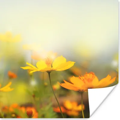 Produktbild von MuchoWow® Poster Blumen - Landschaft - Gelb 75x75 cm - Wand Dekoration