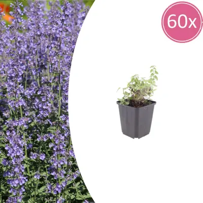 Produktbild von Nepeta 'Grol' | 60 Stück - 10-25cm - Ø9cm - Gartenpflanze
