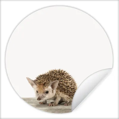 Produktbild von MuchoWow® Runde Wandtattoo - Wandsticker Tapete Aufkleber Igel - Tiere - Jungen - Mädchen Ø 100 cm Selbstklebend und Repositionierbar - Wandaufkleber - Kreis - Tapetenkreis - Wandbild rund - Schlafzimmerdekoration - Wanddeko - runde Tapete - Kunst für zu Hause