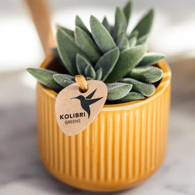 Produktbild von Kolibri Home | Flare Dekotopf - Ocher - Ø6cm