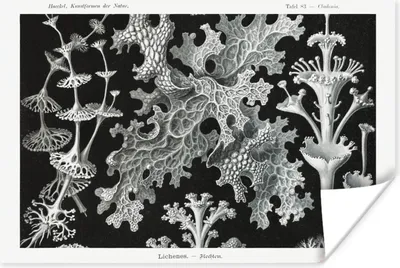 Produktbild von MuchoWow® Poster Moos - Botanisch - Vintage - Schwarz und weiß - Pilz Illustration 120x80 cm - Bilder