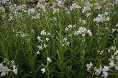 Immagine prodotto di 6 x Epilobium angustif. 'Album' - Epilobium - vaso 9 x 9 cm