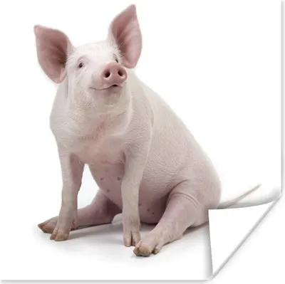 Produktbild von MuchoWow® Poster Schwein - Bauernhoftiere - Weiß 75x75 cm - Wand Dekoration